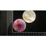 Silná perleť 50 mm - motiv 30 perleť 50 mm 1,5 mm bílá/růžová/černá/žlutá/zelená/modrá