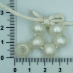 Velkodírka perleťová - bílá perleť
